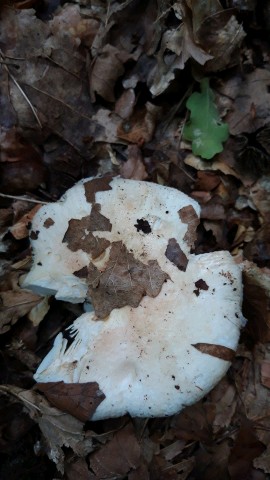 Russula galochroa