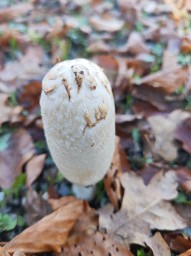 Coprinus comatus