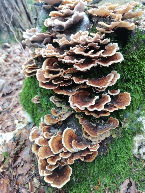 Trametes versicolor