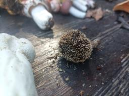 Lycoperdon echinatum