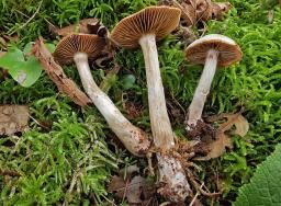 Cortinarius lucorum