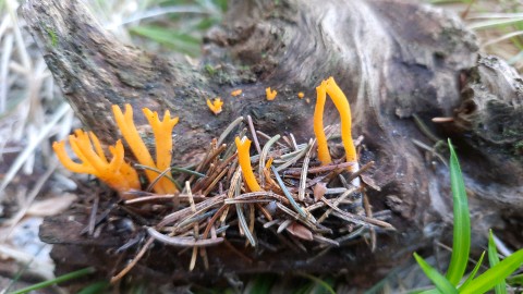 Calocera viscosa