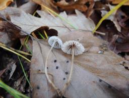 Mycena latifolia