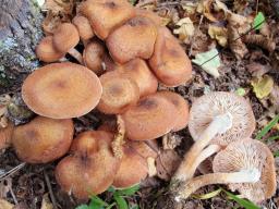 Armillaria borealis