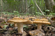 Russula grata