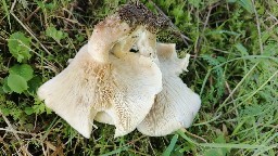 Clitocybe fasciculata