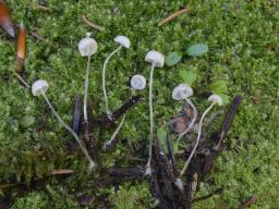 Hemimycena gracilis