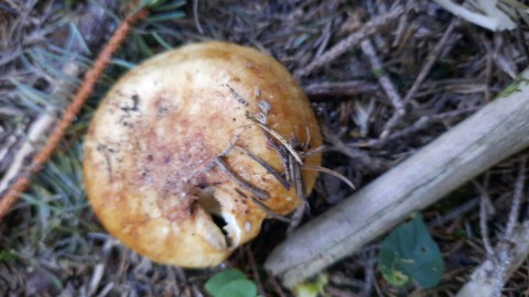 Russula subfoetens