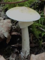 Amanita phalloides