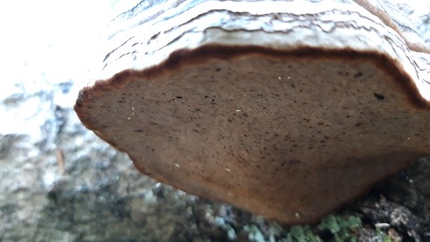 Fomes fomentarius