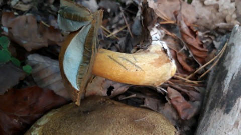 Suillus variegatus