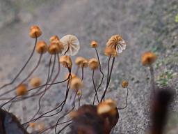 Cryptomarasmius corbariensis