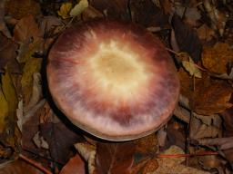 Agaricus sylvicola