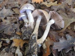 Cortinarius tabularis