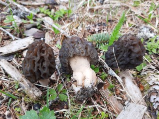 Morchella deliciosa