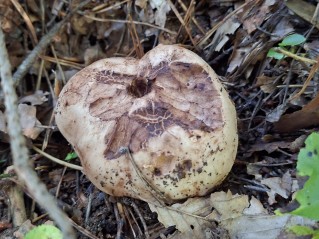 Tricholoma colossus