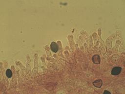 Panaeolus rickenii