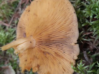 Tricholomopsis decora