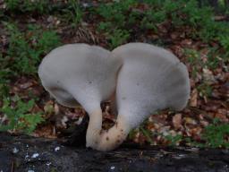 Polyporus tuberaster