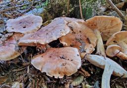 Tricholoma populinum