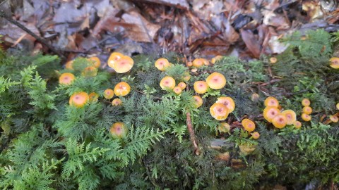 Xeromphalina campanella