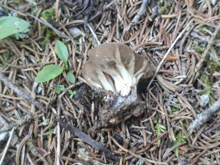 Helvella costifera
