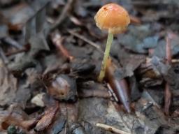 Mycena acicula