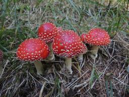 Amanita muscaria