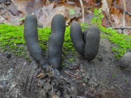 Xylaria polymorpha