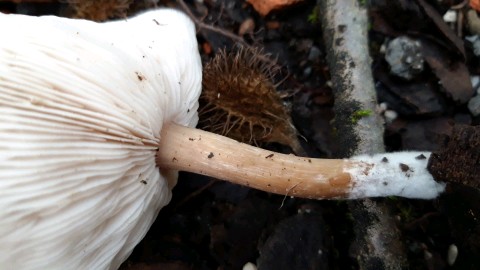 Melanoleuca melaleuca