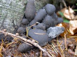 Xylaria polymorpha