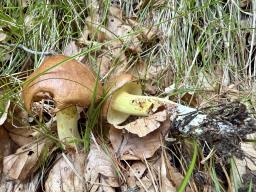 Suillus granulatus