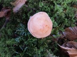 Hygrophorus pudorinus