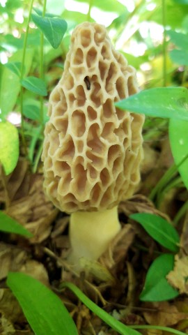 Morchella esculenta