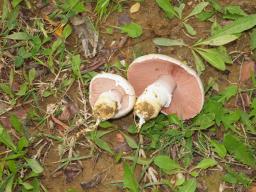 Agaricus bresadolanus