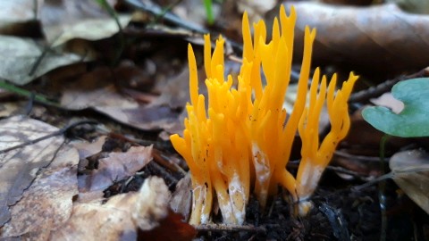 Calocera viscosa