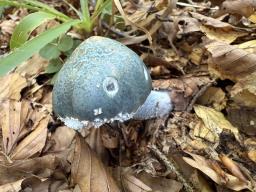 Stropharia aeruginosa