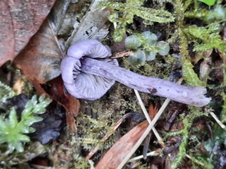 Inocybe geophylla var. lilacina