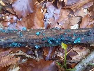 Chlorociboria aeruginascens