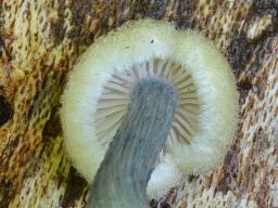 Entoloma alnetorum