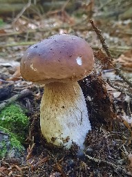 Boletus edulis