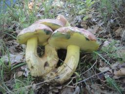 Butyriboletus pseudoregius