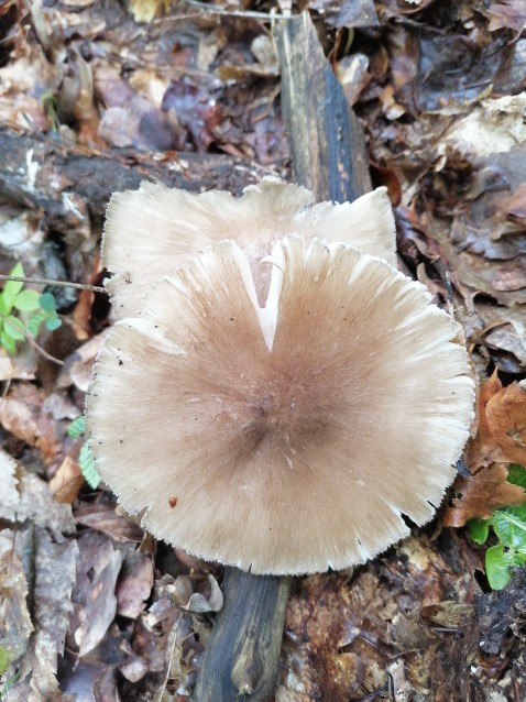 Megacollybia platyphylla