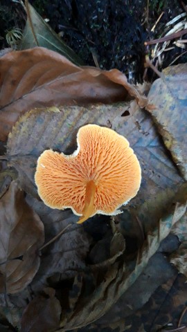 Hygrophoropsis aurantiaca