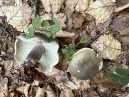Tricholoma saponaceum
