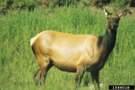 Cervus elaphus