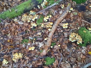 Hypholoma fasciculare