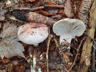 Hygrophorus erubescens