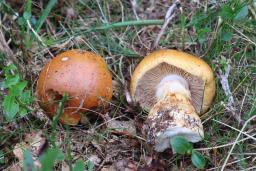 Cortinarius subvalidus