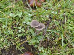 Pseudoclitocybe expallens